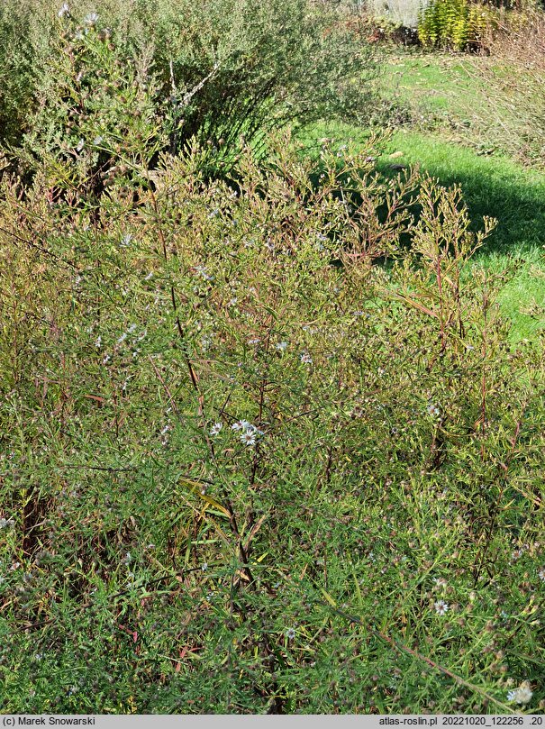 Symphyotrichum ontarionis