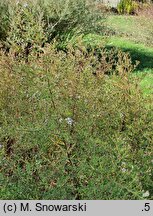 Symphyotrichum ontarionis
