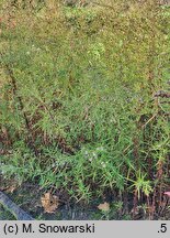 Symphyotrichum ontarionis