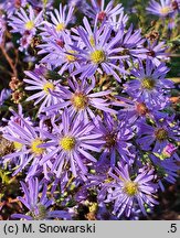 Symphyotrichum laeve (aster gładki)