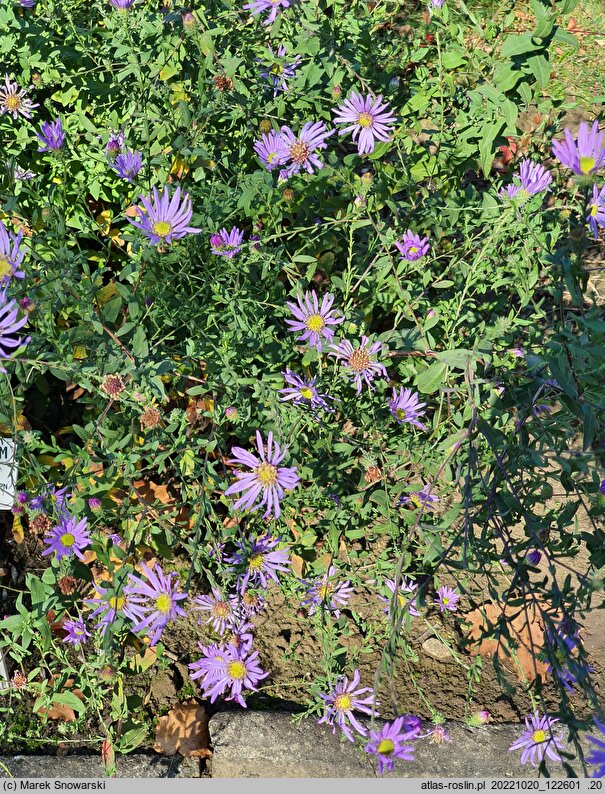 Symphyotrichum patens