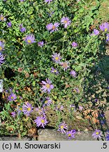 Symphyotrichum patens