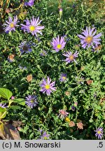 Symphyotrichum patens
