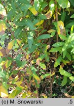 Symphyotrichum patens