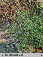 Symphyotrichum patens