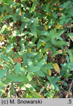 Symphyotrichum patens