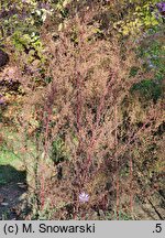 Artemisia annua (bylica roczna)