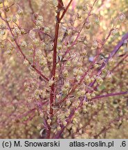 Artemisia annua (bylica roczna)