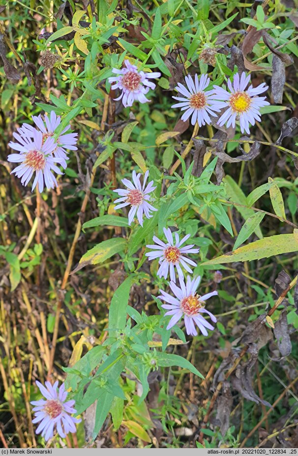 Aster tataricus (aster tatarski)
