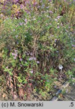 Aster tataricus (aster tatarski)