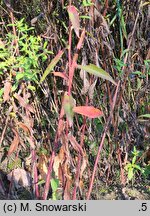 Aster tataricus (aster tatarski)