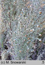 Artemisia pontica (bylica pontyjska)