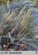 Artemisia pontica (bylica pontyjska)