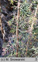 Artemisia pontica (bylica pontyjska)