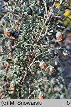Artemisia pontica (bylica pontyjska)