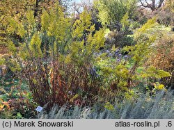 Solidago speciosa (nawłoć okazała)