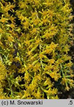 Solidago speciosa (nawłoć okazała)