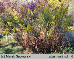 Solidago speciosa (nawłoć okazała)