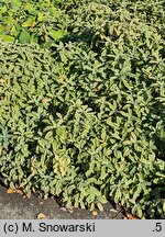 Salvia officinalis Aurea