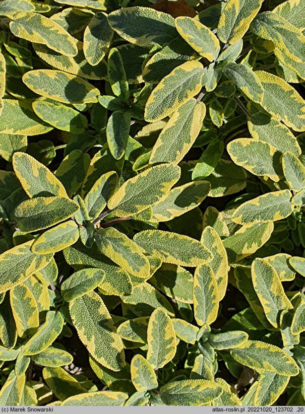 Salvia officinalis Aurea