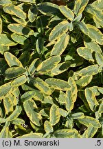Salvia officinalis Aurea