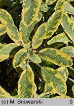 Salvia officinalis Aurea