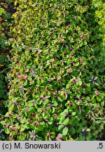 Oxalis tetraphylla Iron Cross