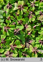Oxalis tetraphylla Iron Cross