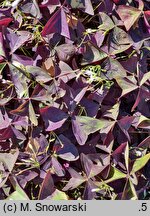 Oxalis triangularis (szczawik trójkątny)
