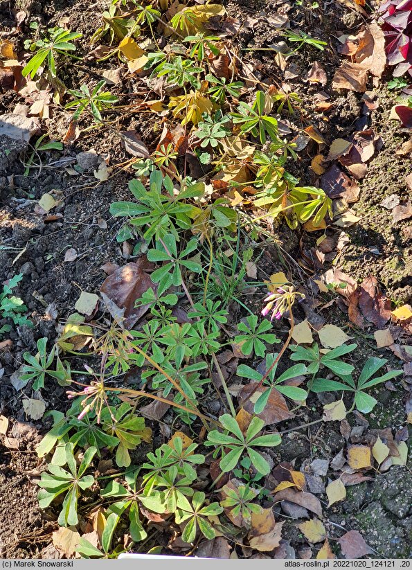 Oxalis lasiandra (szczawik lasianra)