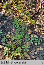 Oxalis lasiandra (szczawik lasianra)