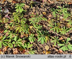 Oxalis lasiandra (szczawik lasianra)