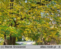 Pterocarya fraxinifolia (skrzydłorzech kaukaski)