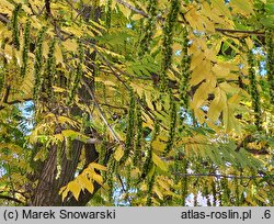 Pterocarya fraxinifolia (skrzydłorzech kaukaski)
