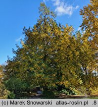 Pterocarya fraxinifolia (skrzydłorzech kaukaski)