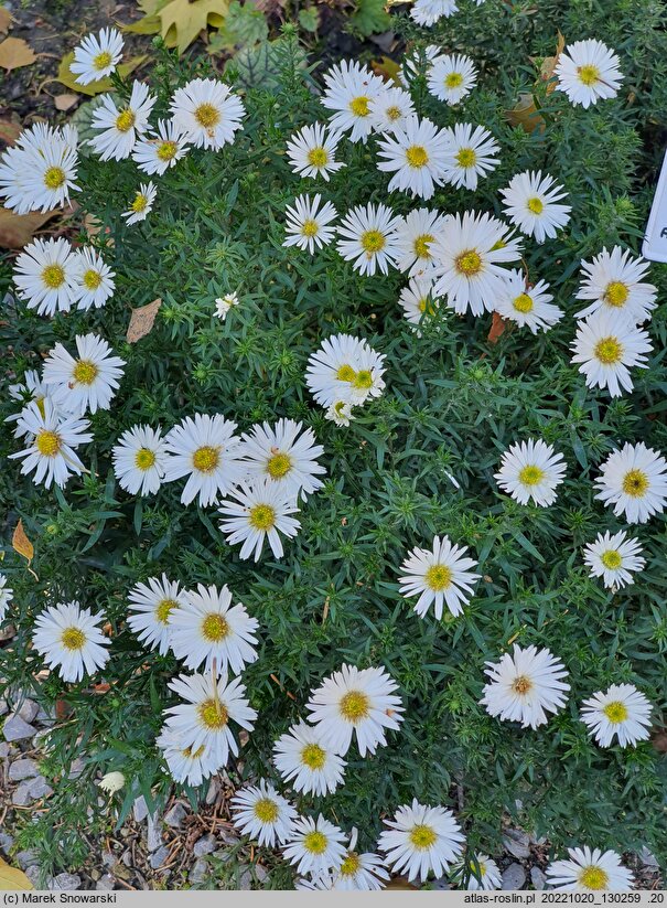 Symphyotrichum dumosum Diana