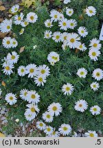 Symphyotrichum dumosum Diana