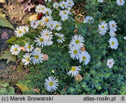 Symphyotrichum dumosum Diana