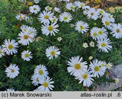 Symphyotrichum dumosum Diana