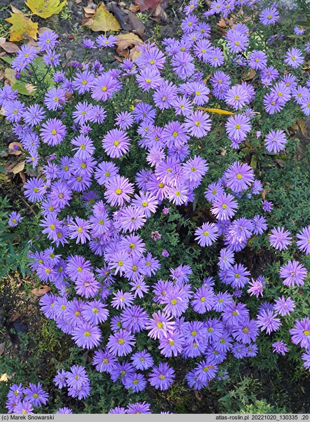 Symphyotrichum dumosum Prof. Anton Kippenberg