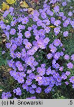 Symphyotrichum dumosum Prof. Anton Kippenberg
