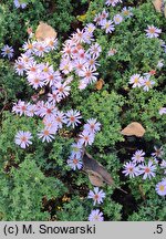 Symphyotrichum dumosum Palecek