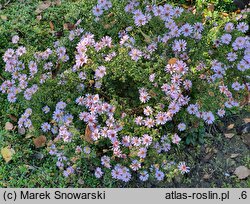 Symphyotrichum dumosum Palecek