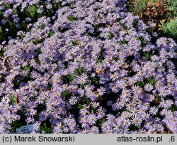 Symphyotrichum dumosum Silberteppich
