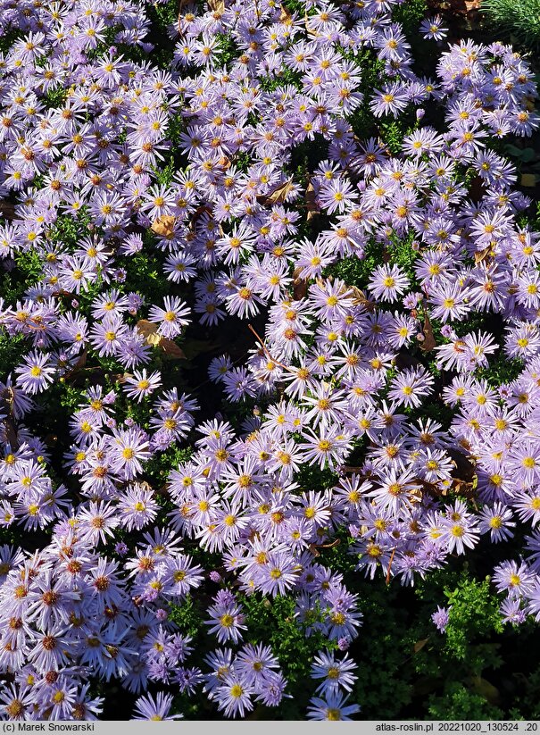 Symphyotrichum dumosum Silberteppich
