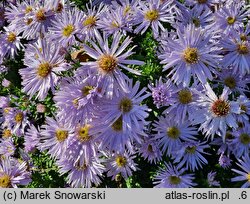 Symphyotrichum dumosum Silberteppich