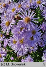 Symphyotrichum dumosum Silberteppich