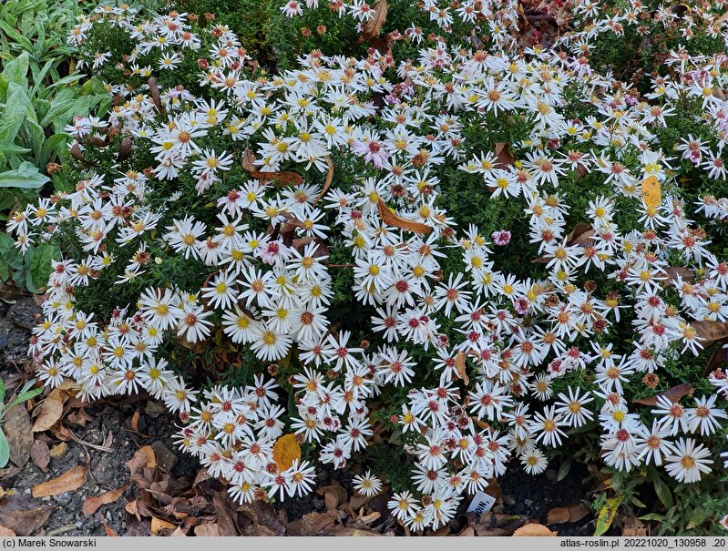 Symphyotrichum dumosum Niobe