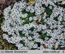 Symphyotrichum dumosum Niobe