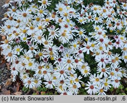 Symphyotrichum dumosum Niobe